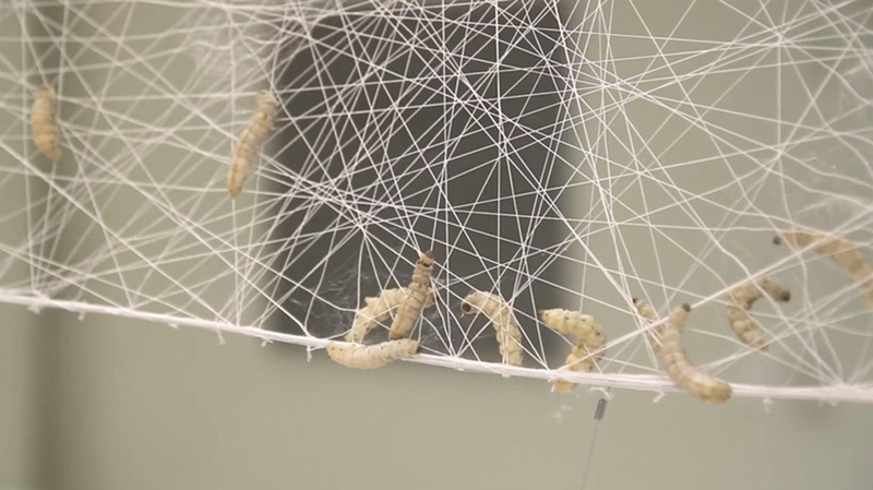 Illustration for article titled 6.500 gusanos de seda dirigidos por ordenador exponen su obra